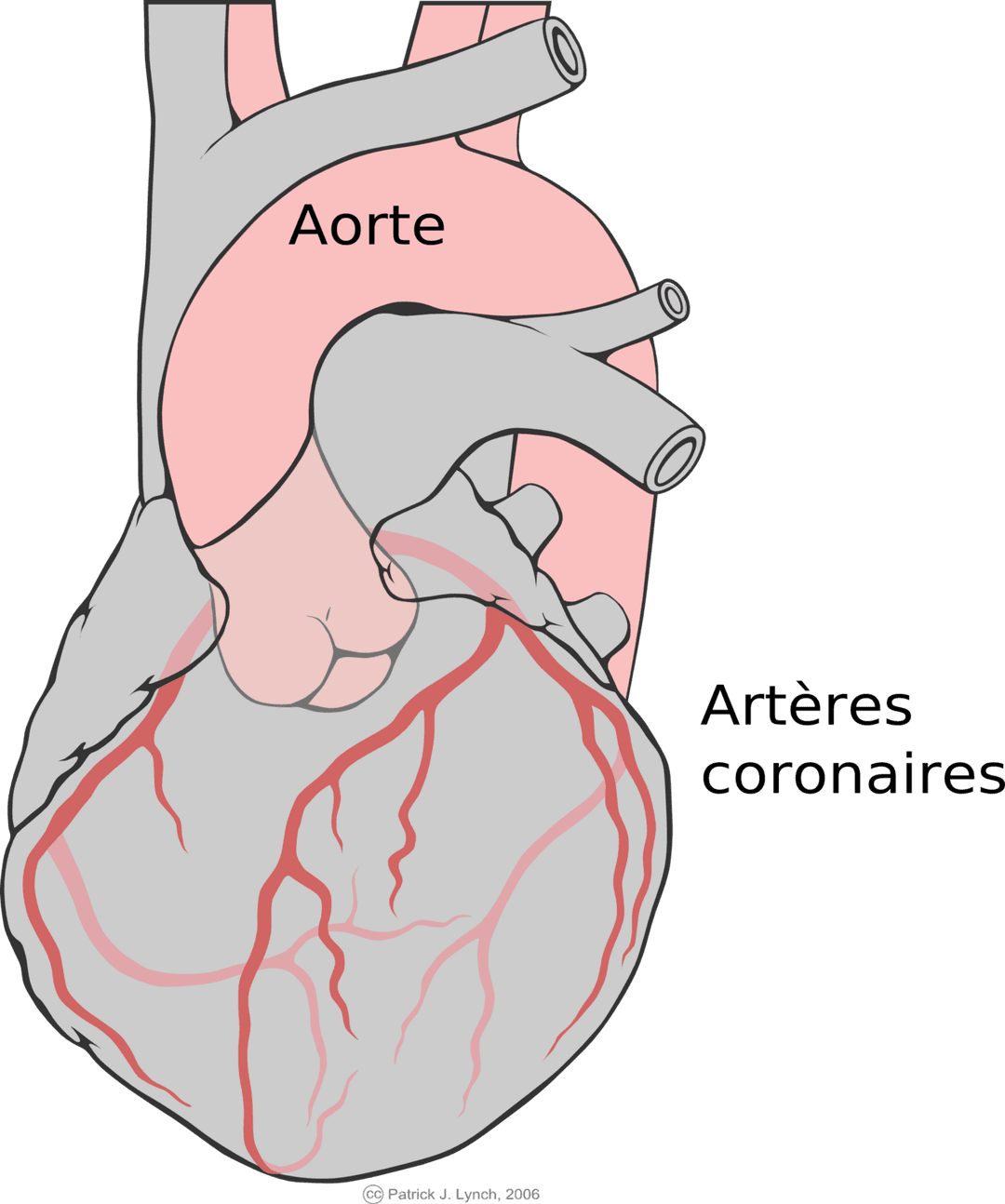 Artère coronaire — Wikipédia