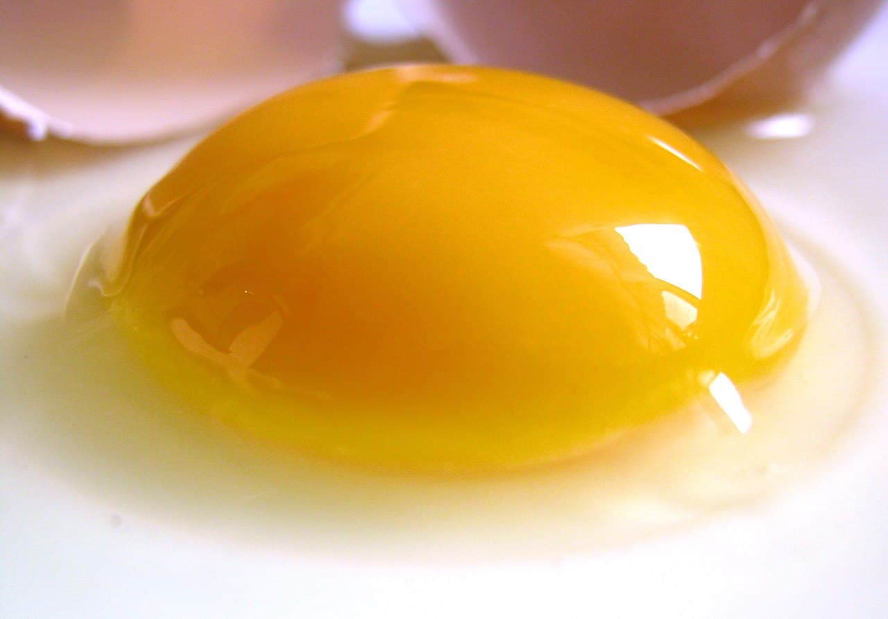 Yolk - Wikipedia