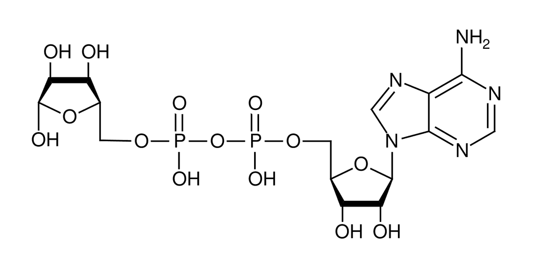 Poly (ADP-ribose) polymerase - Wikipedia