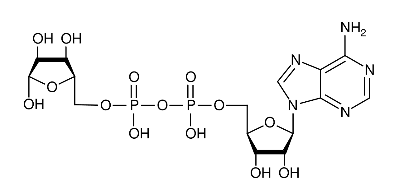 Poly (ADP-ribose) polymerase - Wikipedia