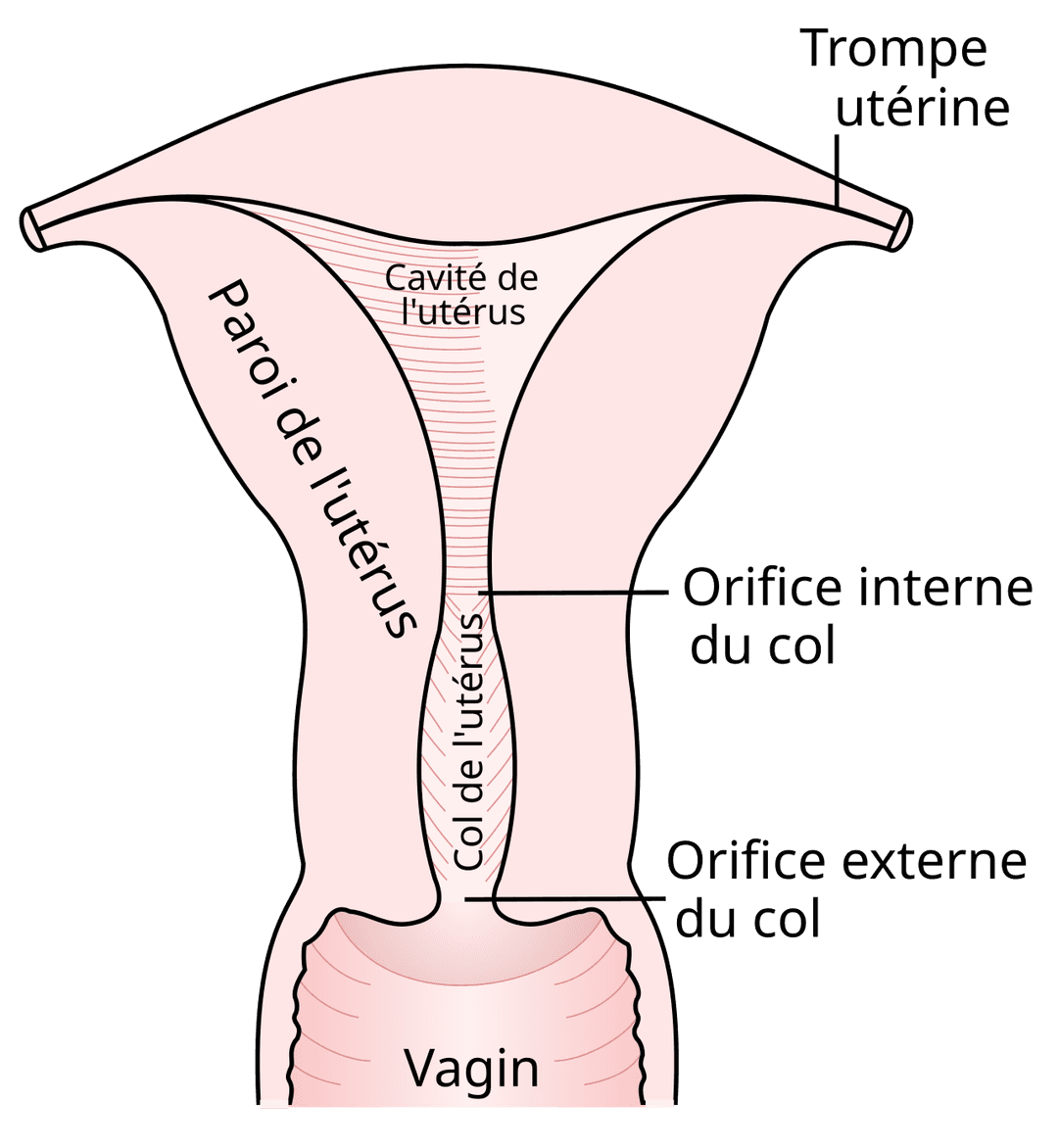 Utérus — Wikipédia