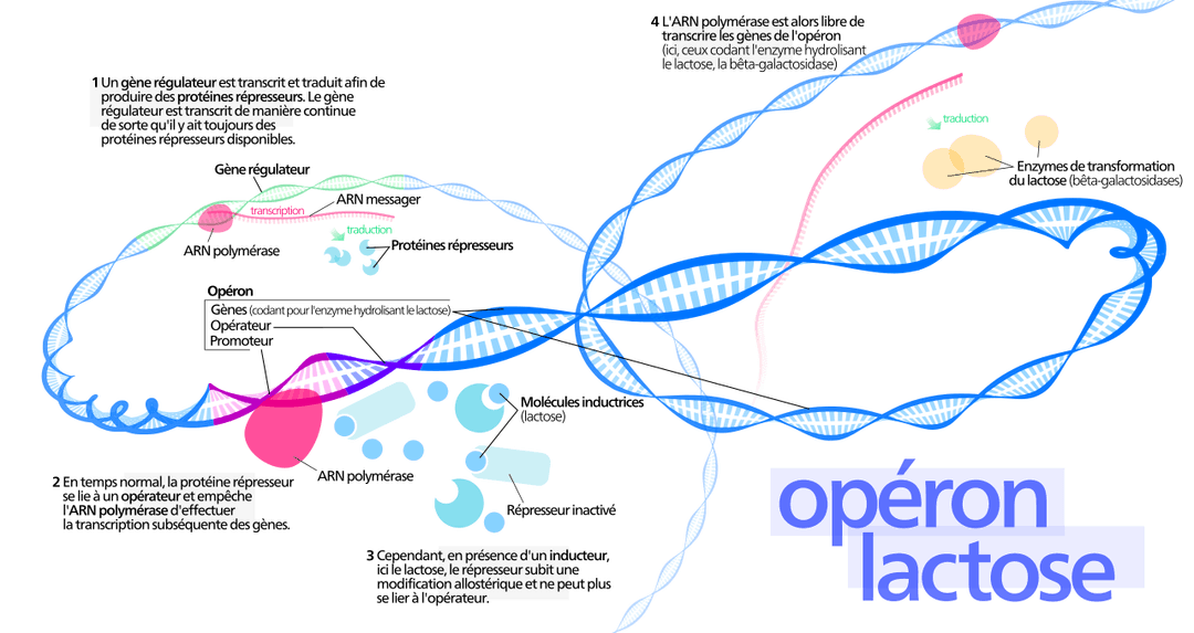 Opéron lactose — Wikipédia