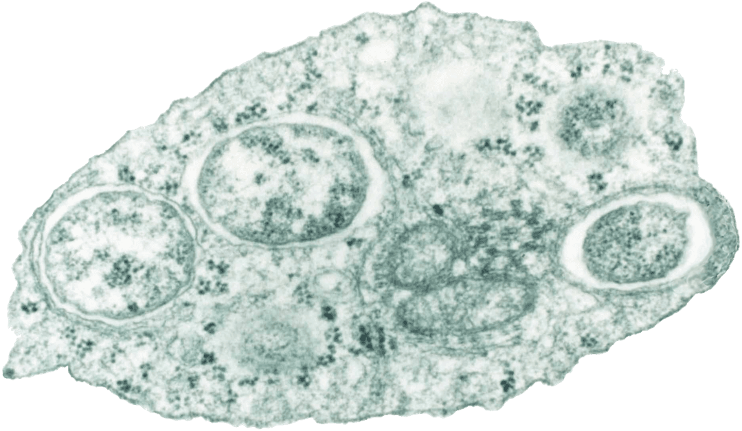 Wolbachia - Wikipedia