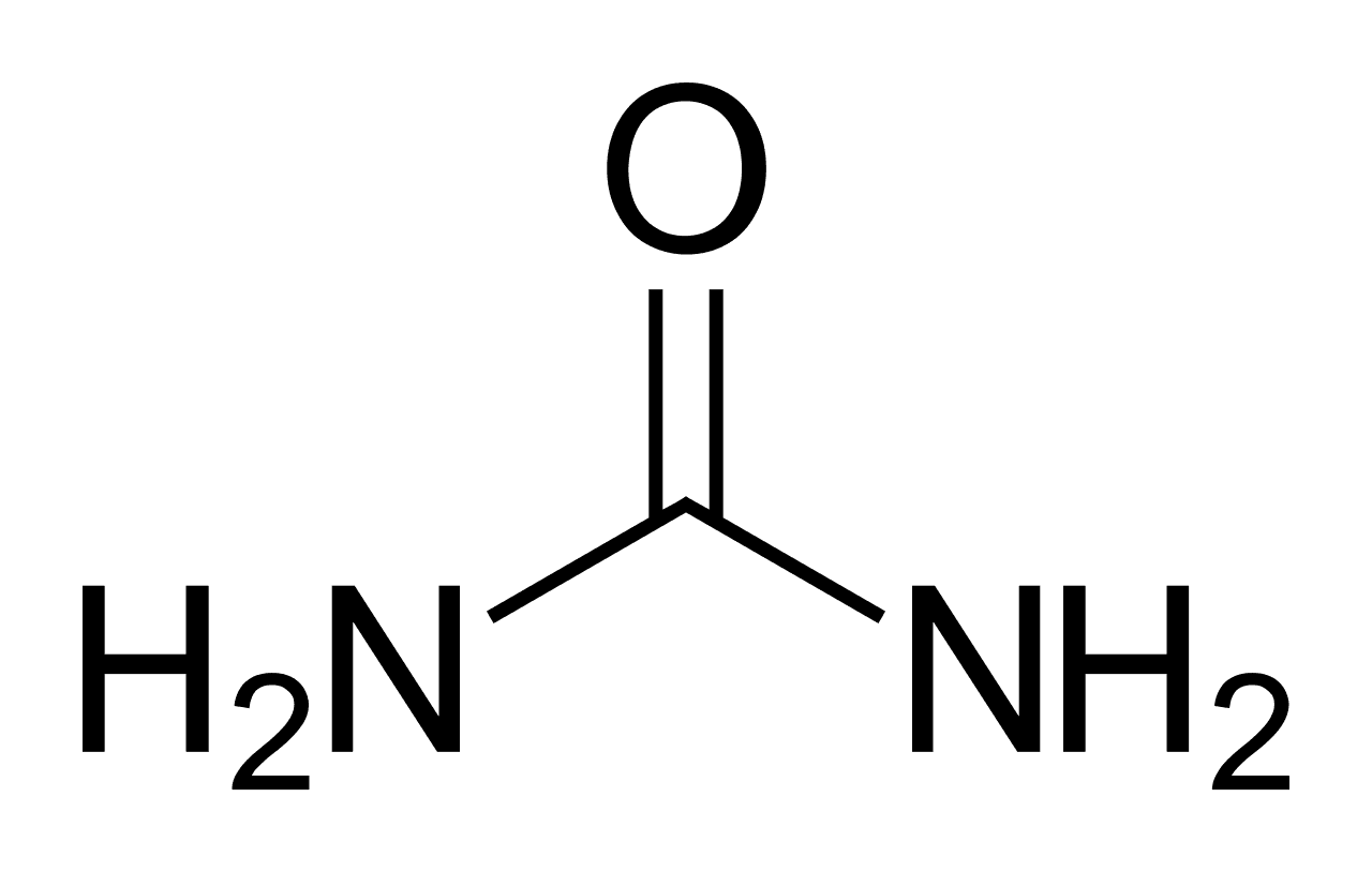 Urémie — Wikipédia