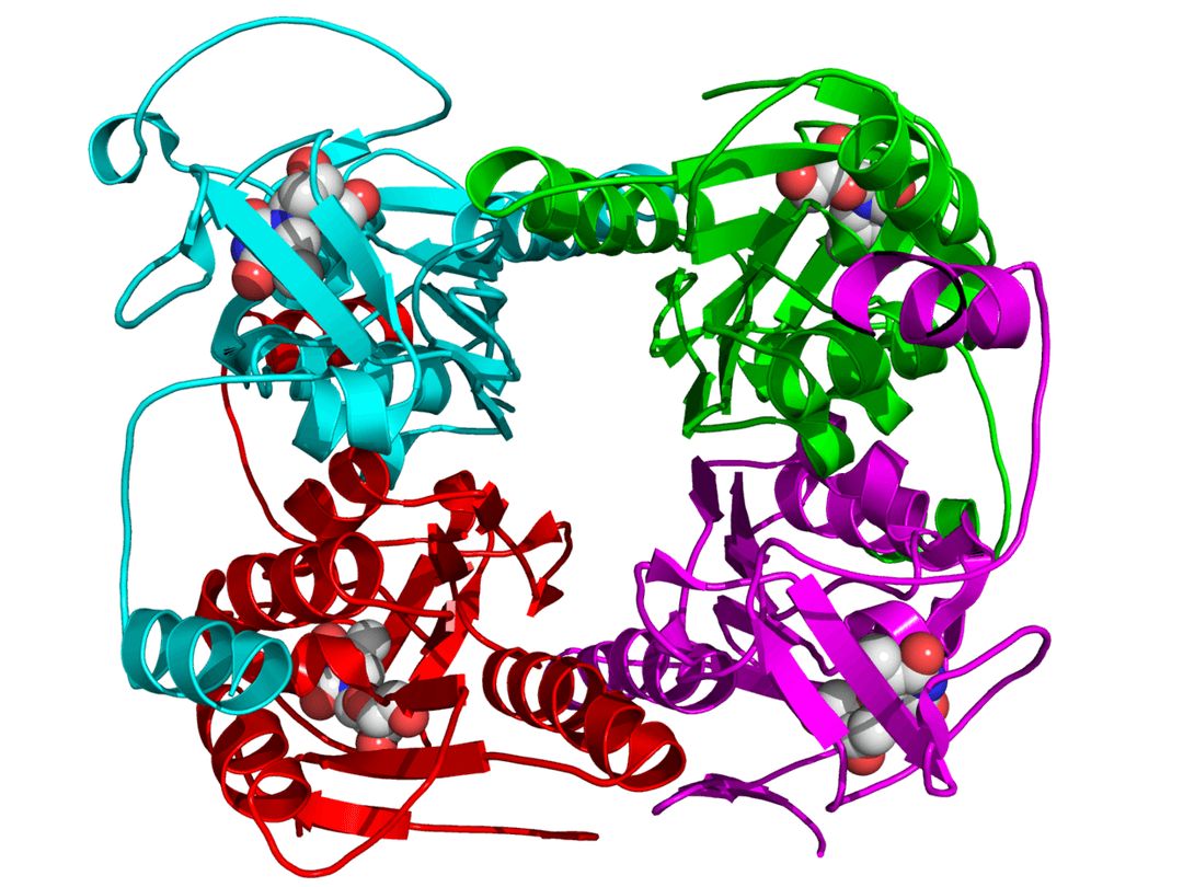Thymidine kinase - Wikipedia