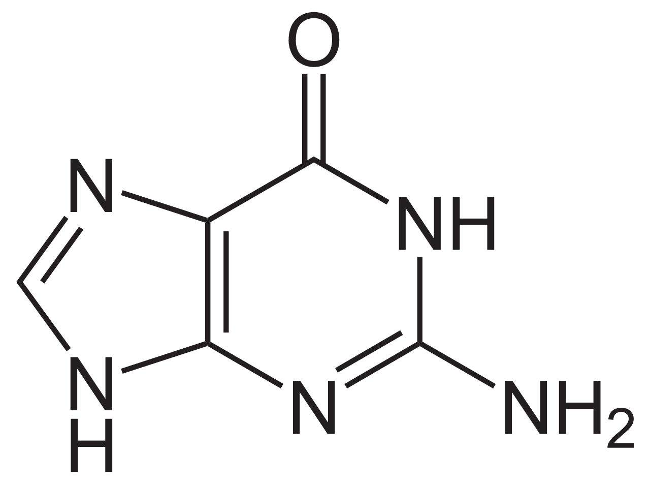 Guanine — Wikipédia
