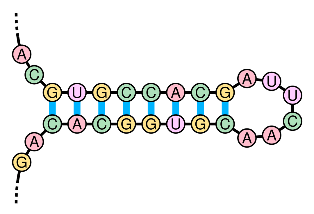 Tige-boucle — Wikipédia