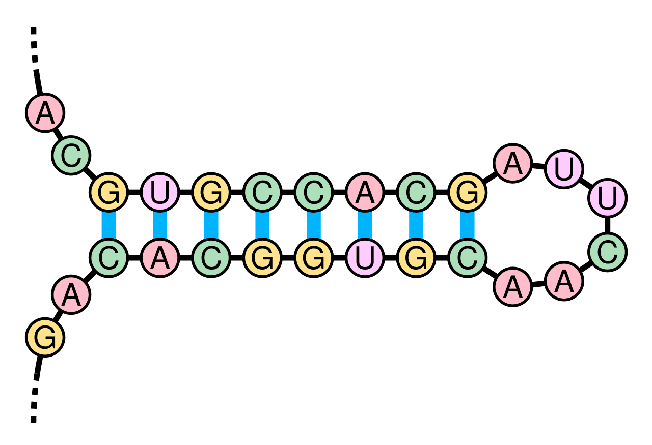 Tige-boucle — Wikipédia
