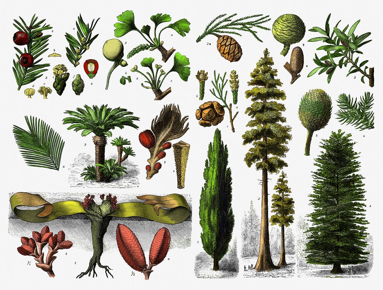 Gymnosperme — Wikipédia