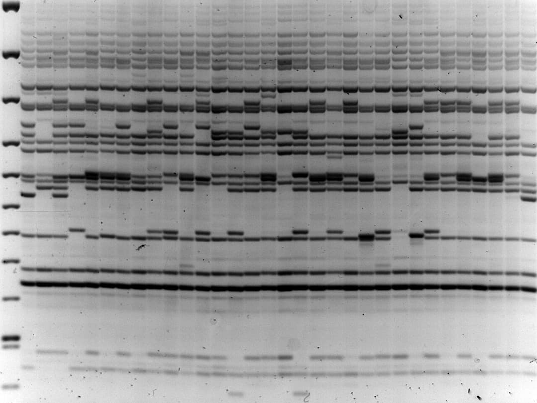 Marqueur génétique — Wikipédia