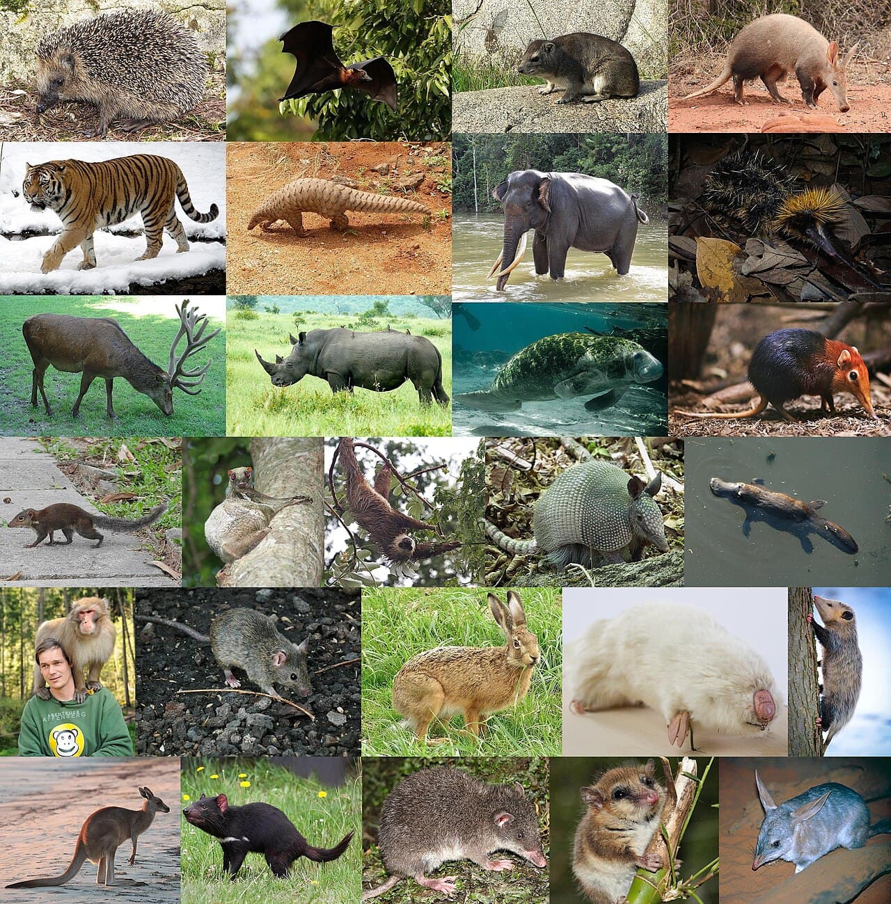 Mammifère — Wikipédia