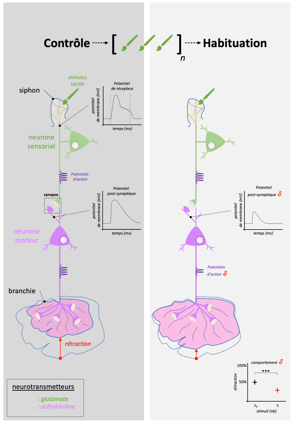 Habituation — Wikipédia