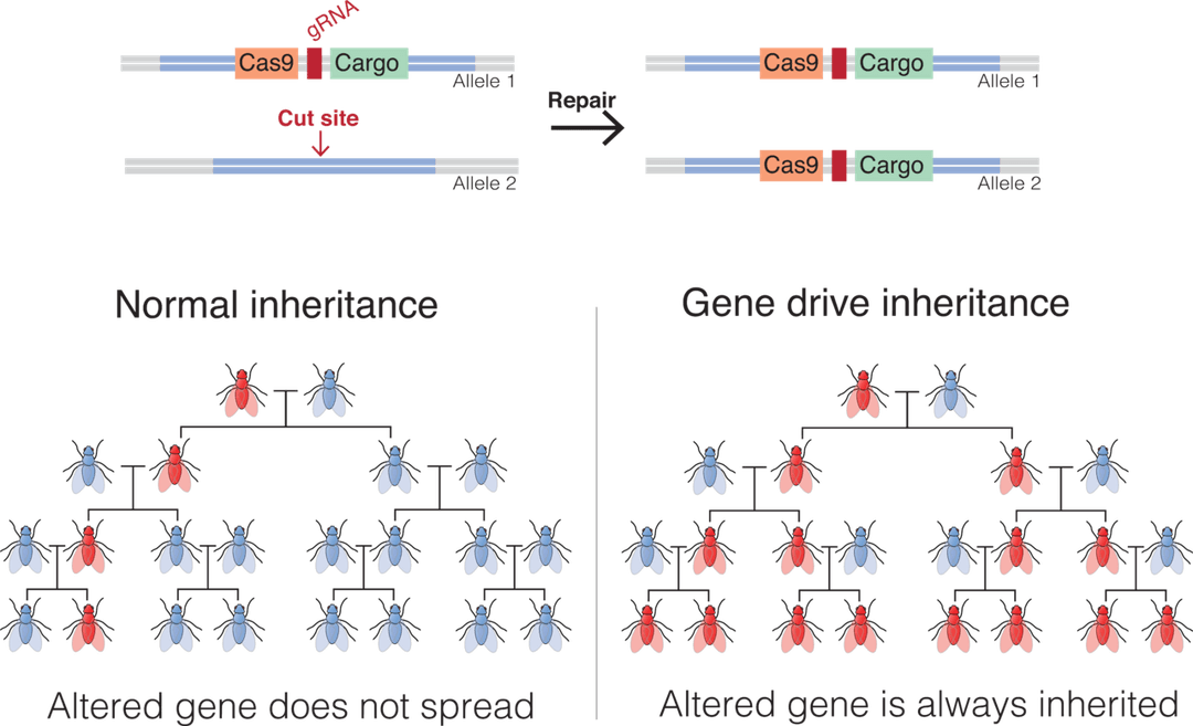 Gene drive - Wikipedia