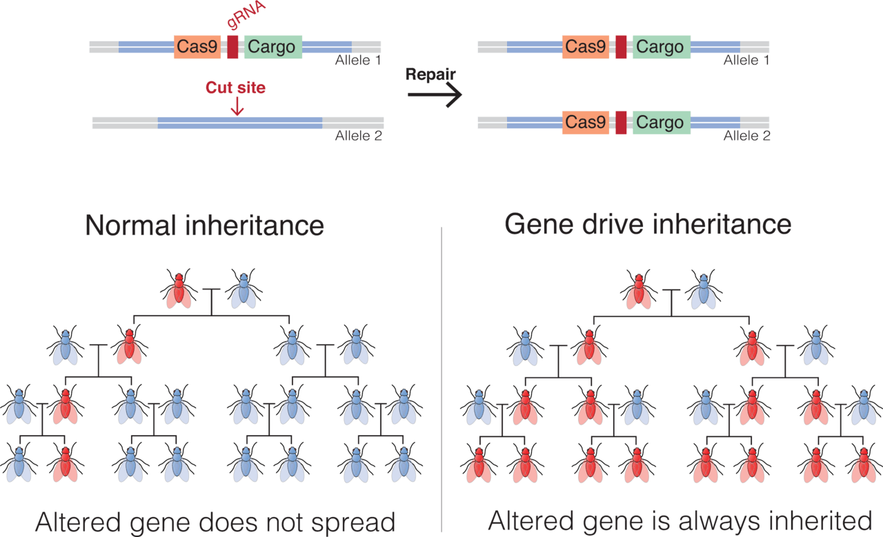 Gene drive - Wikipedia