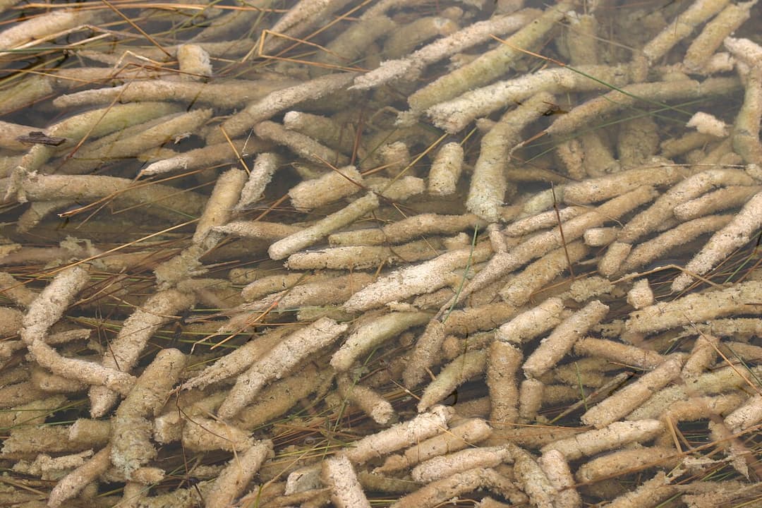 Periphyton - Wikipedia
