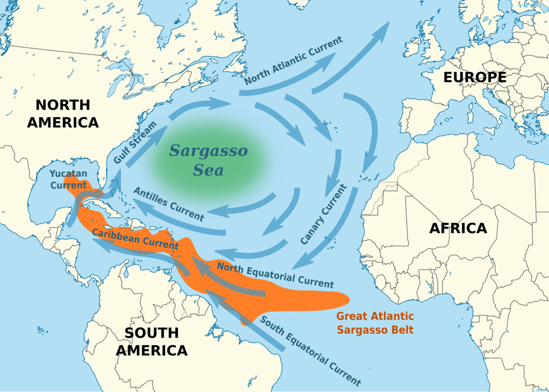 Sargasso Sea - Wikipedia