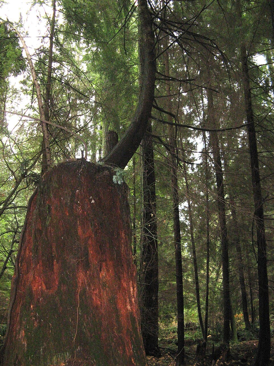 Secondary forest - Wikipedia