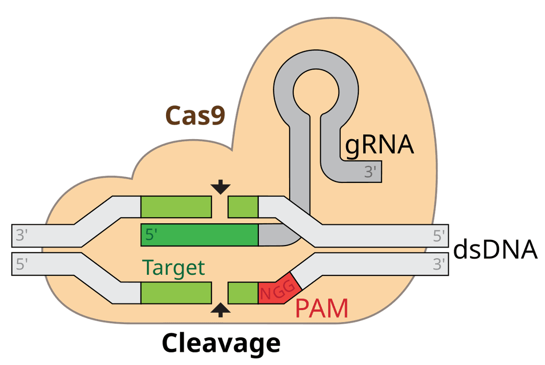 CRISPR — Wikipédia