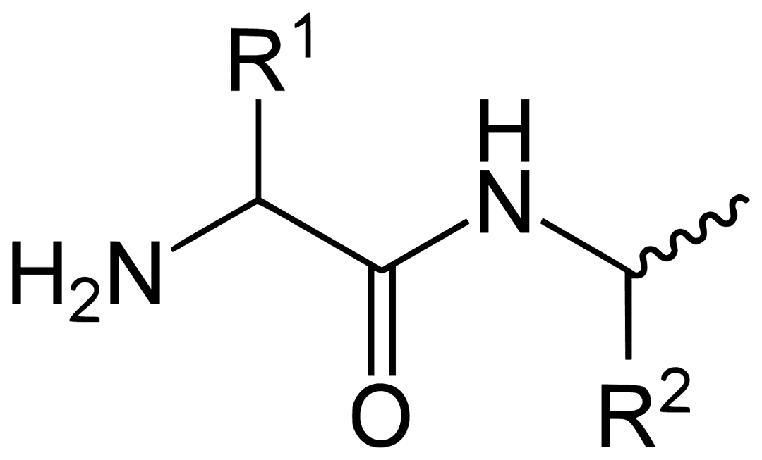 Extrémité N-terminale — Wikipédia