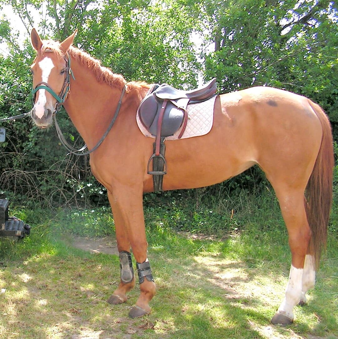 Selle (équitation) — Wikipédia