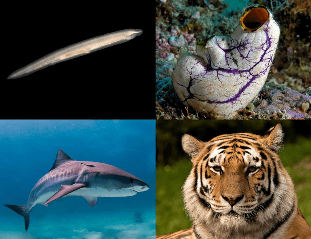 Chordate - Wikipedia