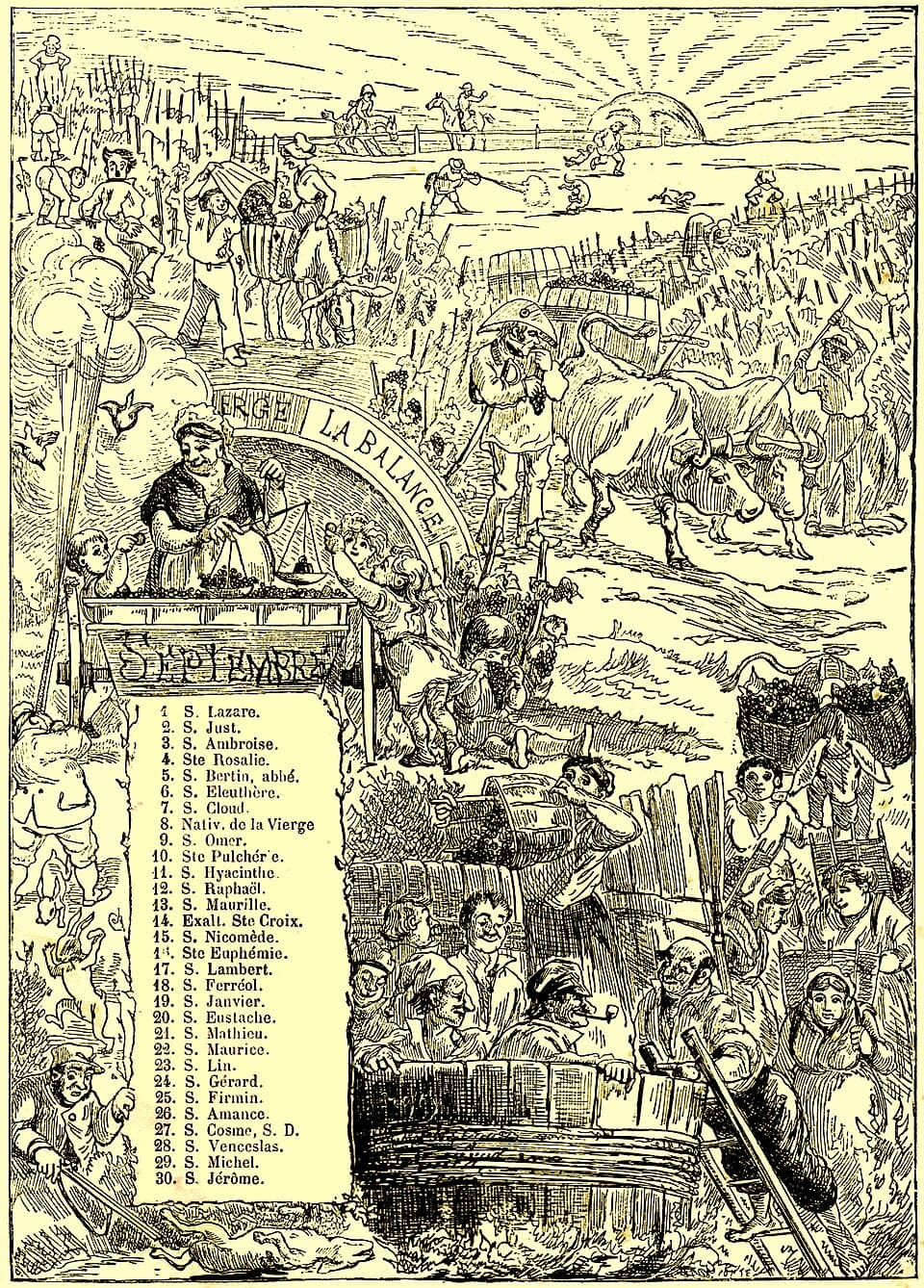 Viticulture — Wikipédia