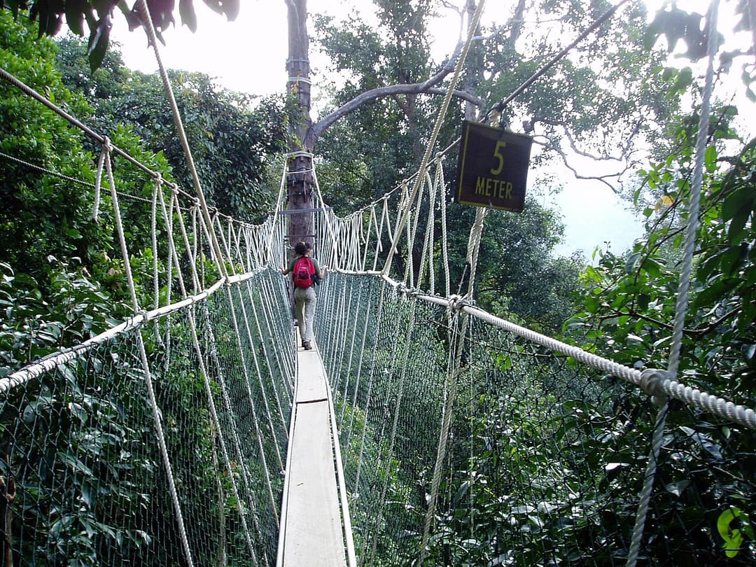 Canopée — Wikipédia