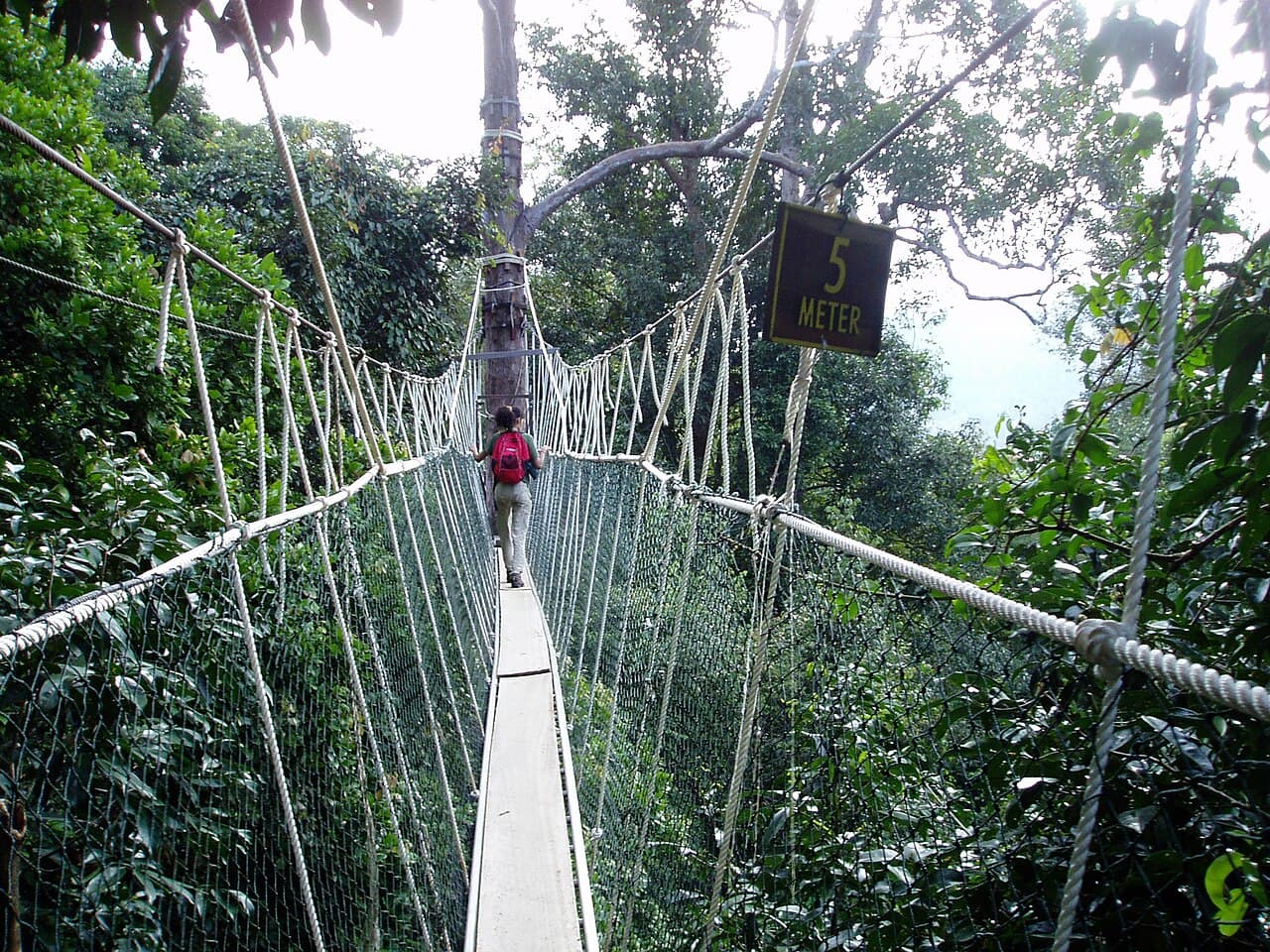 Canopée — Wikipédia