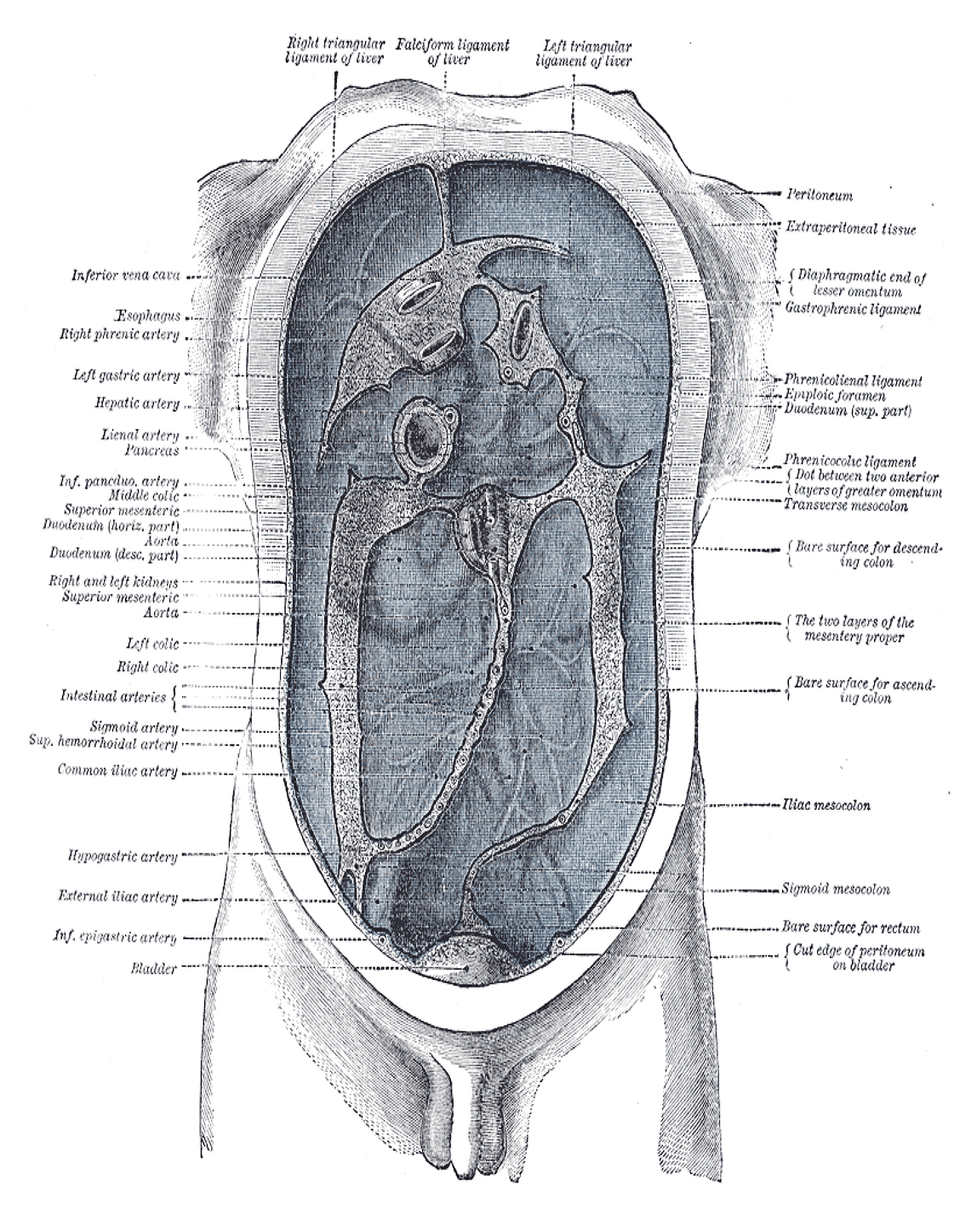 Peritoneum - Wikipedia