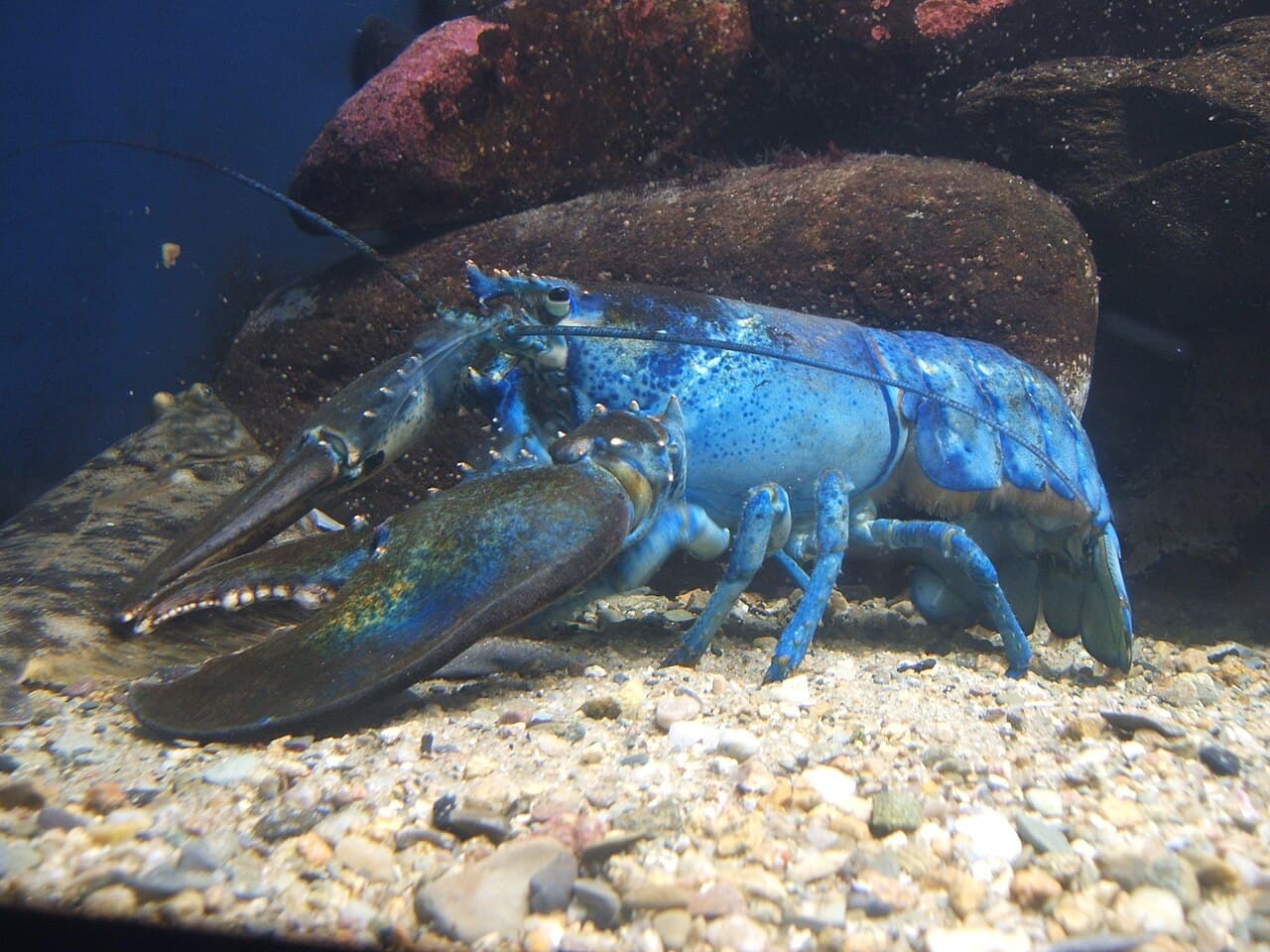 Mutant - Wikipedia