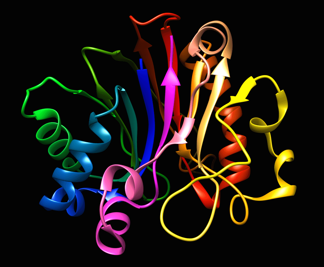Désoxyribonucléase — Wikipédia
