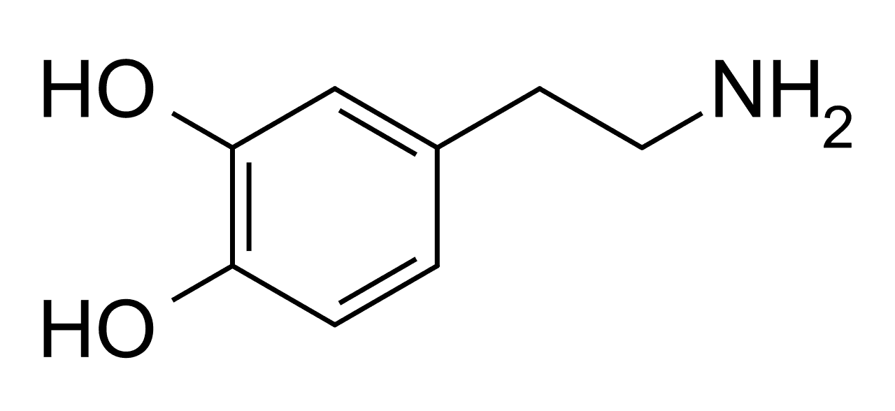 Dopaminergic - Wikipedia