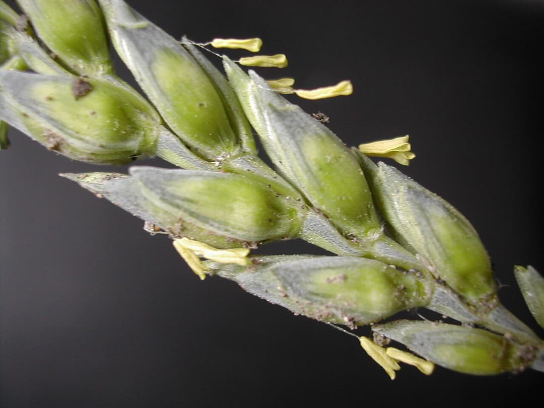 Winter wheat - Wikipedia