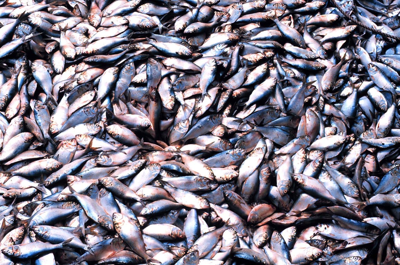 Farine de poisson — Wikipédia