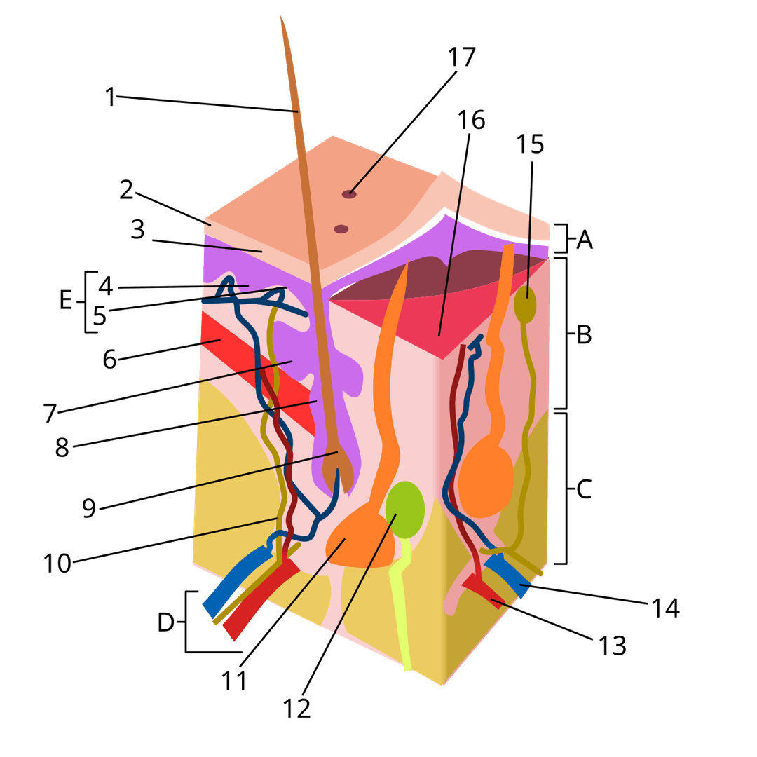 Hypoderme (peau) — Wikipédia