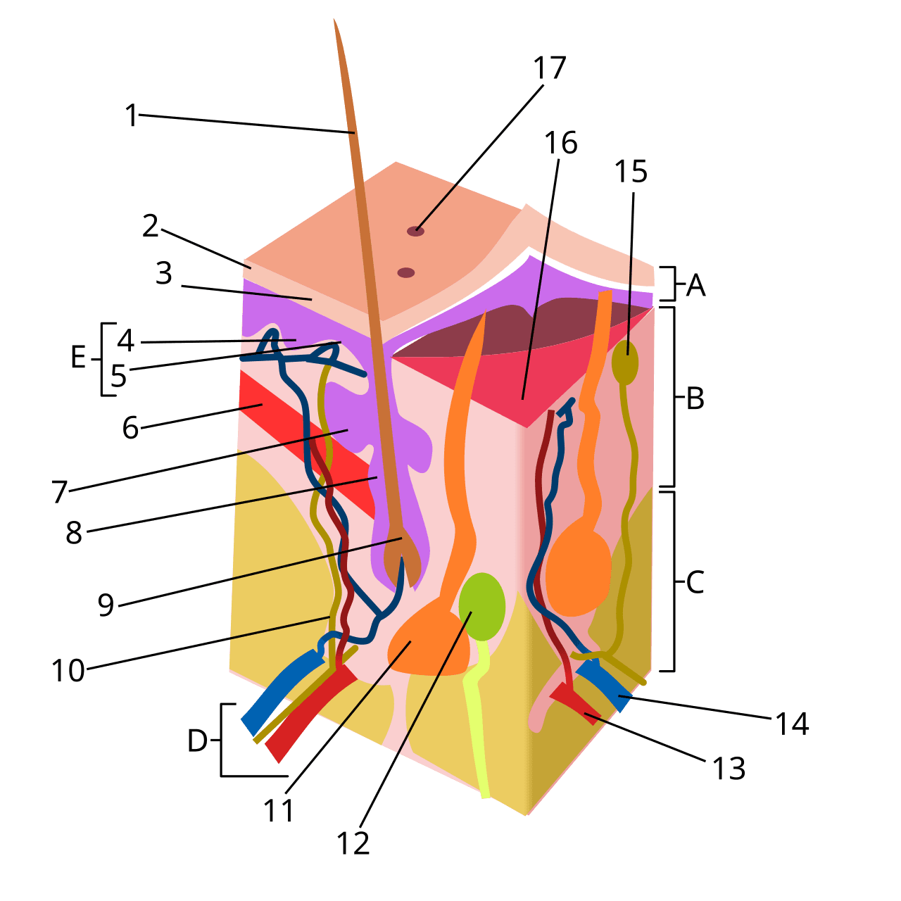 Hypoderme (peau) — Wikipédia