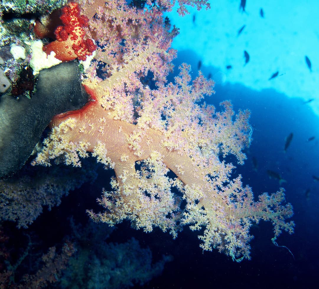 Alcyonacea — Wikipédia