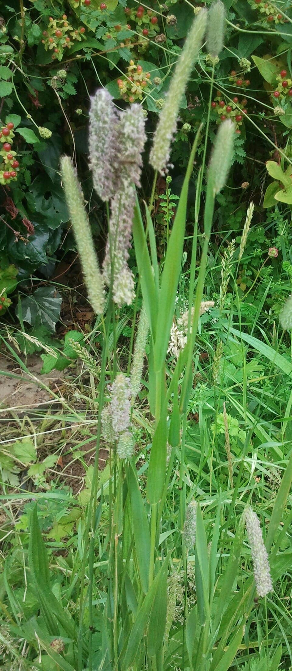 Timothy (grass) - Wikipedia