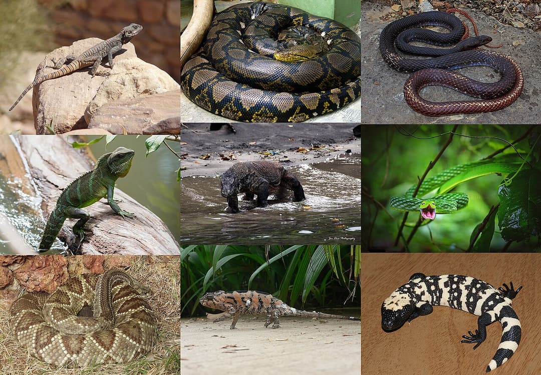 Squamata - Wikipedia