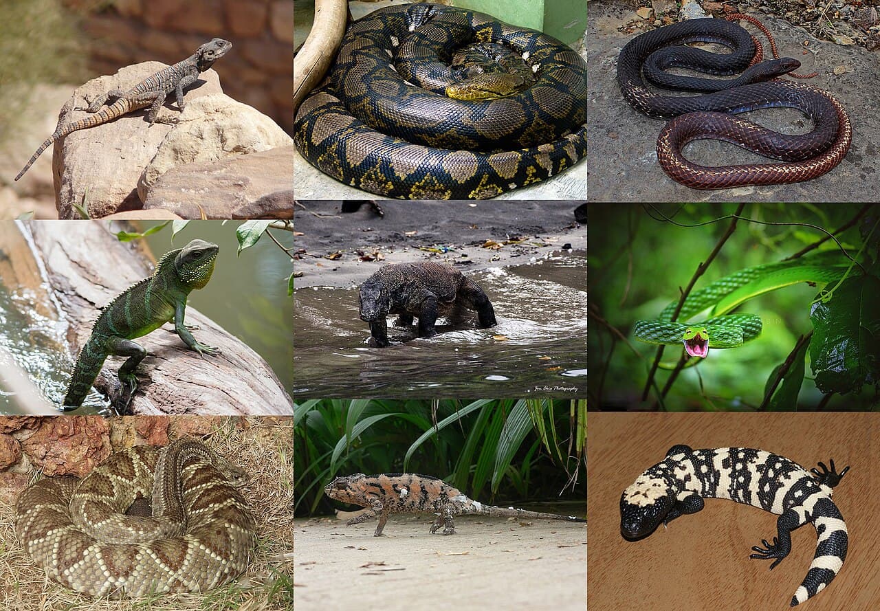 Squamata - Wikipedia