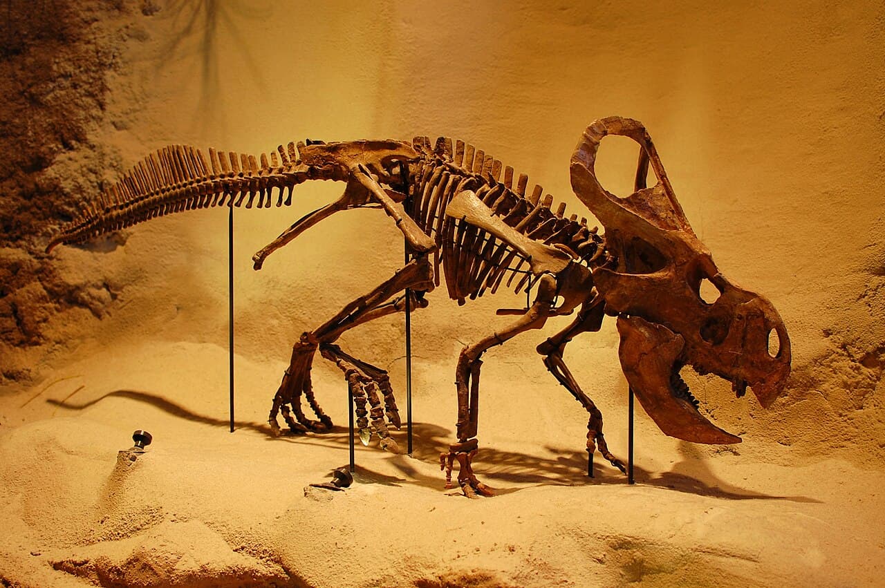 Protoceratops - Wikipedia