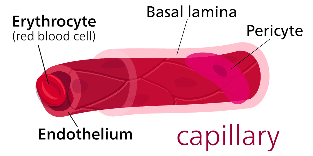 Capillary - Wikipedia