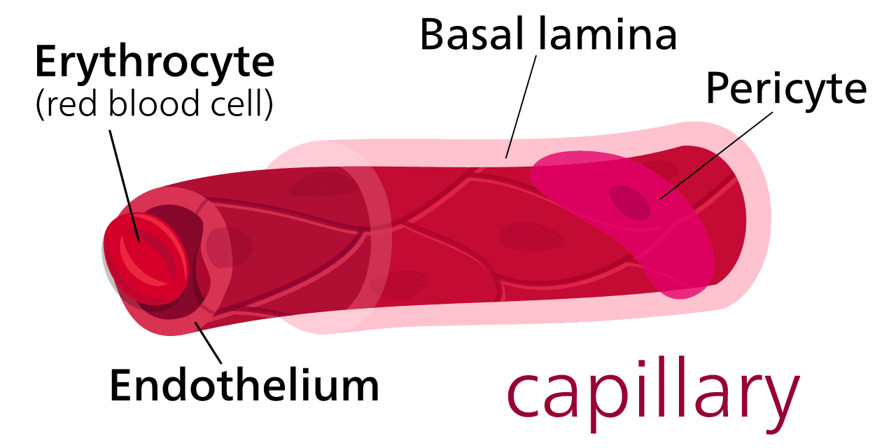 Capillary - Wikipedia