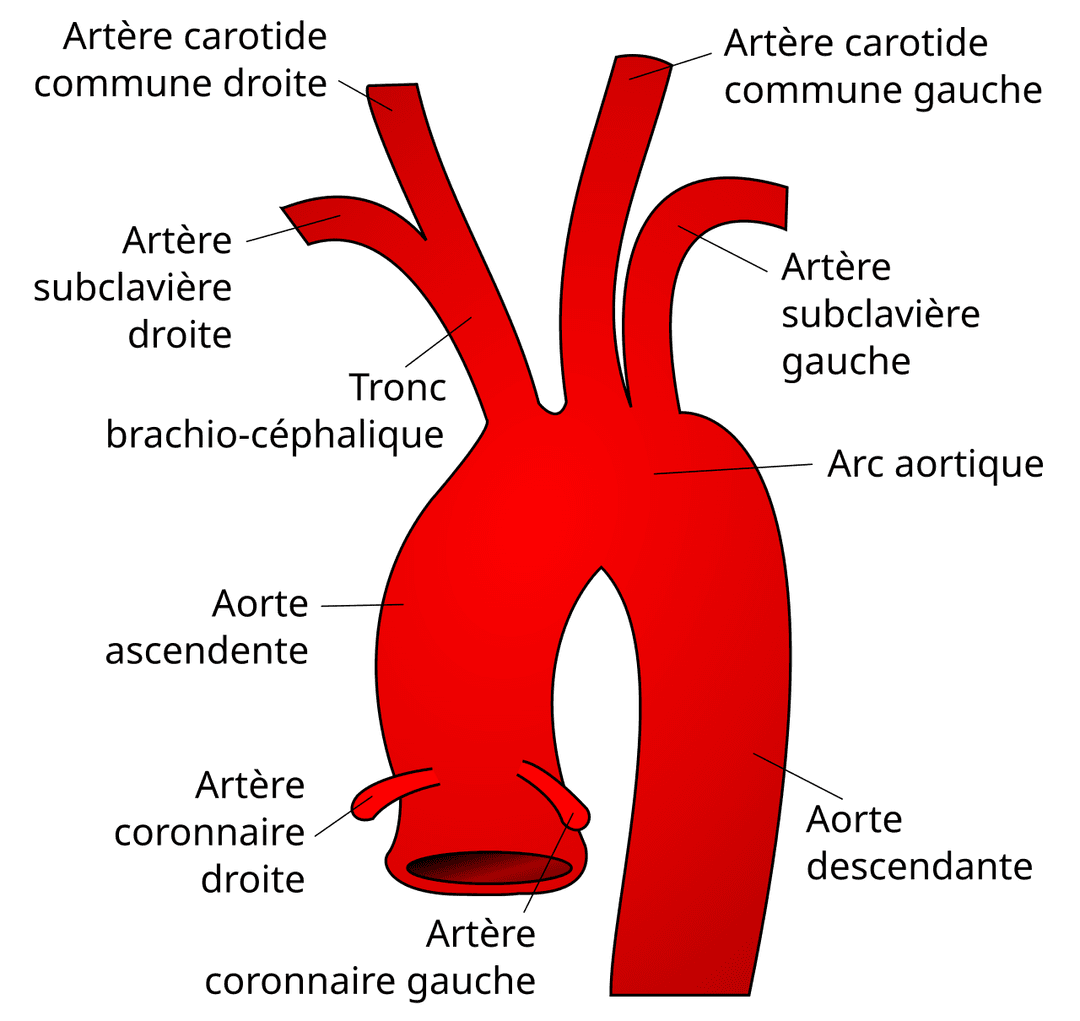 Artère subclavière — Wikipédia
