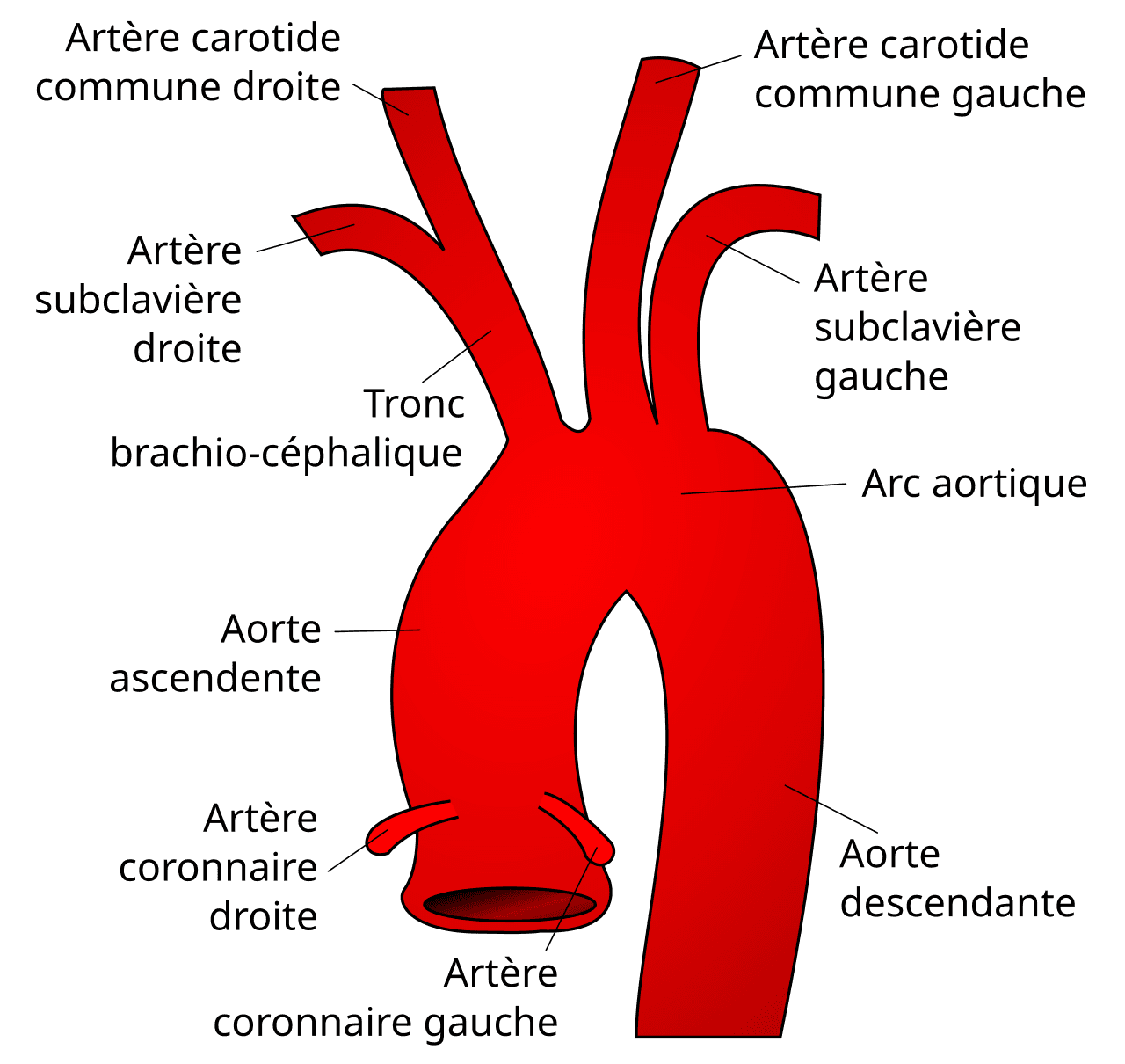 Artère subclavière — Wikipédia