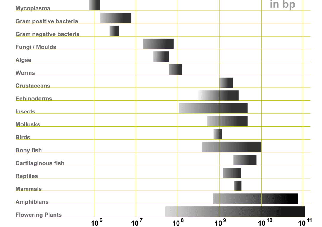 Genome size - Wikipedia