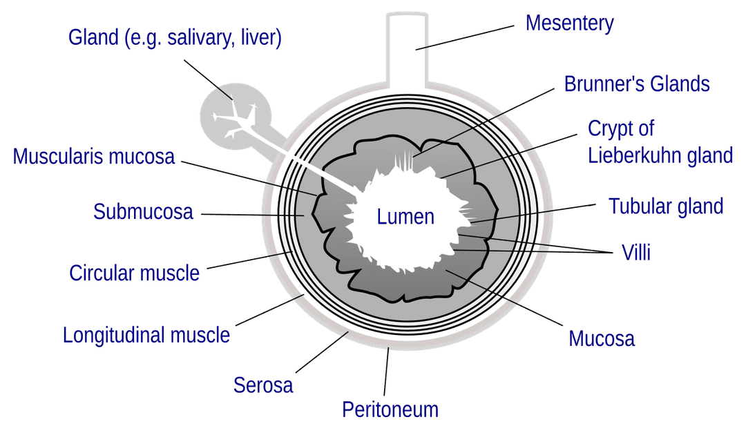 Lumen (anatomy) - Wikipedia
