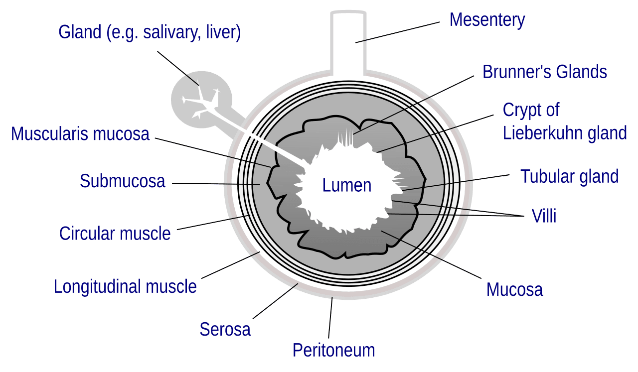 Lumen (anatomy) - Wikipedia