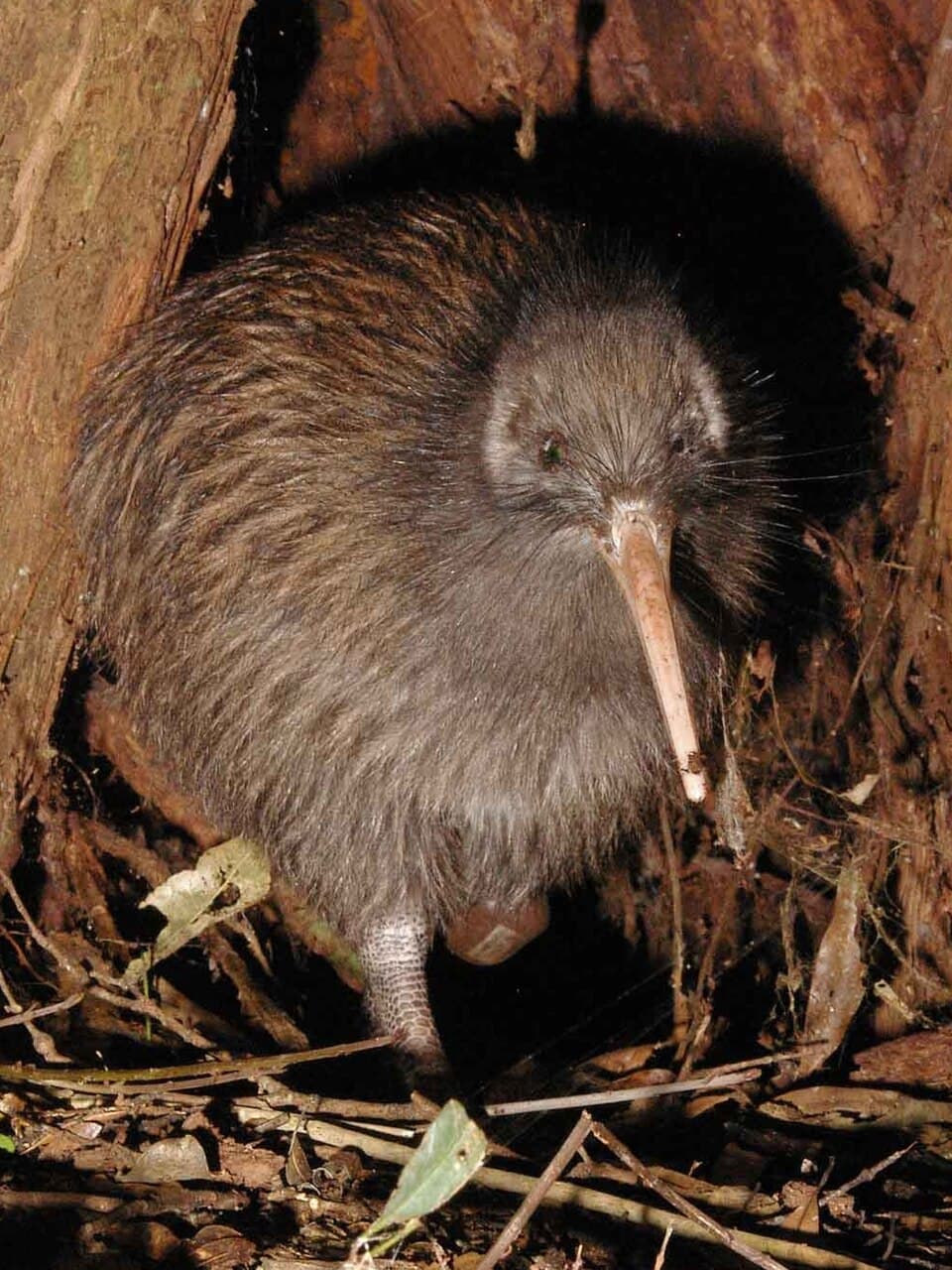 Kiwi (bird) - Wikipedia