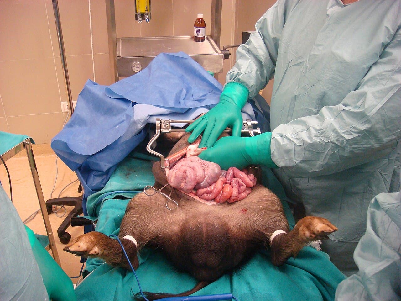 Vivisection - Wikipedia